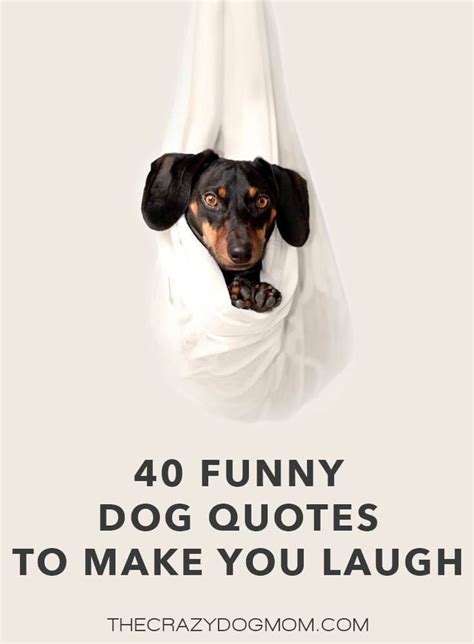 funny pet quotes|More.